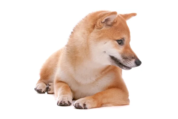 Shiba inu Hund — Stockfoto