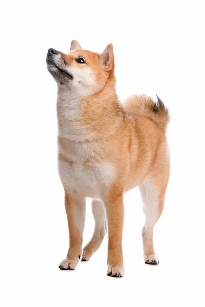 Shiba Inu köpek beyaz arka plan önünde — Stok fotoğraf