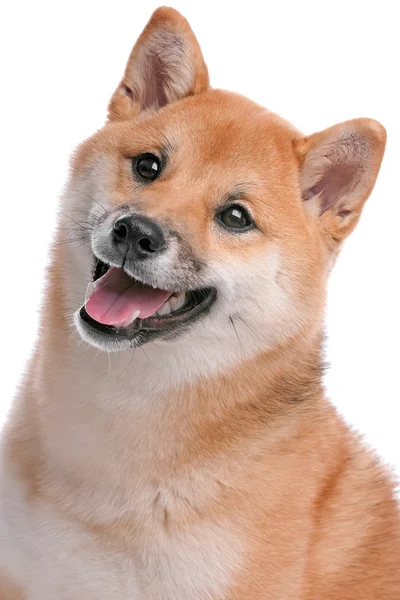 Shiba inu σκυλί — Φωτογραφία Αρχείου