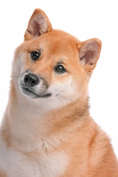 Shiba inu dog — стоковое фото
