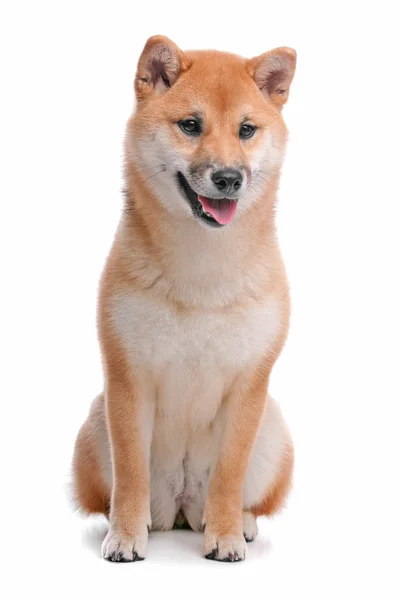 Shiba Inu köpek beyaz arka plan önünde — Stok fotoğraf