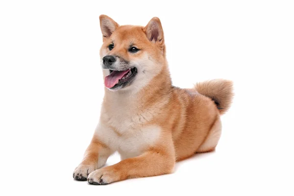 Shiba inu hond voor een witte achtergrond — Stockfoto