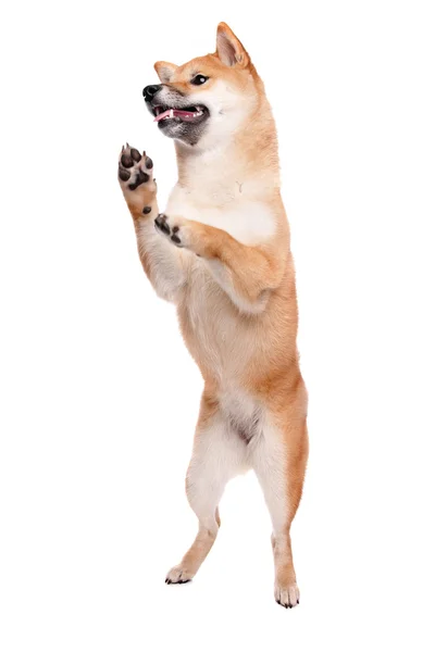 Shiba Inu perro delante de un fondo blanco — Foto de Stock