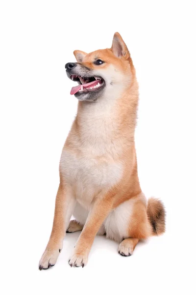 Shiba inu hond voor een witte achtergrond — Stockfoto