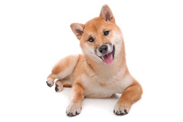 Shiba inu Hund vor weißem Hintergrund — Stockfoto
