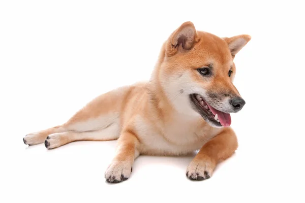 Shiba Inu cane di fronte a uno sfondo bianco — Foto Stock