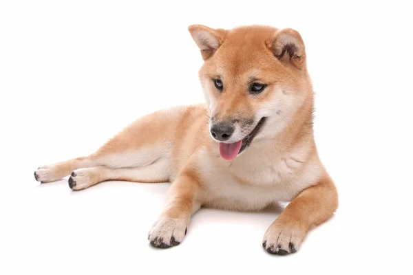 Shiba Inu cão na frente de um fundo branco — Fotografia de Stock