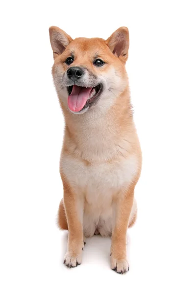 Shiba inu Hund vor weißem Hintergrund — Stockfoto