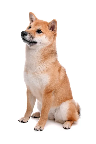 Shiba Inu cão na frente de um fundo branco — Fotografia de Stock