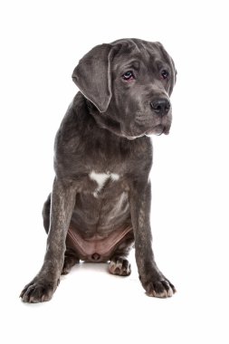 Cane corso veya İtalyan mastiff