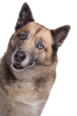 Mixed breed dog of a husky and a German shepherd clipart