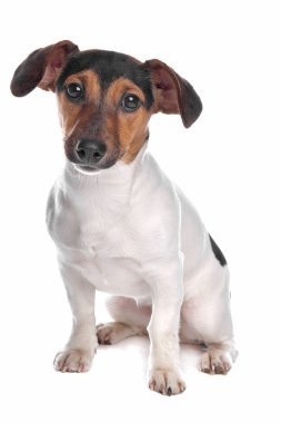 jack Russel terrier