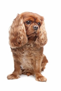 Şövalye Kral Charles Spaniel