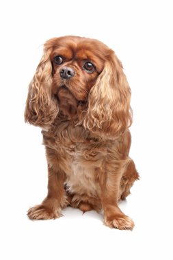 Şövalye Kral Charles Spaniel