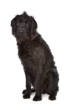 Labradoodle