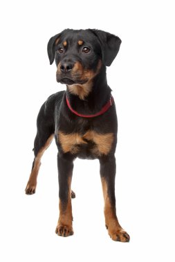 Rottweiler puppy clipart