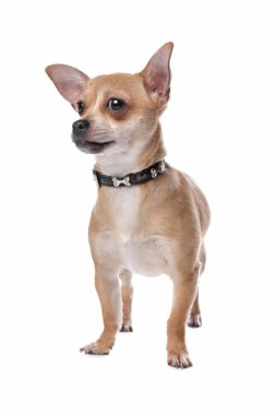 kısa saçlı chihuahua