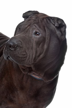 Shar pei