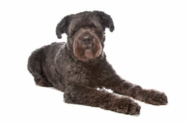 Bouvier des Flandres clipart