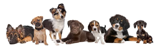Large group of puppies on a white background — Stock Photo, Image