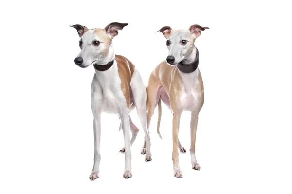 Dois cães Whippet — Fotografia de Stock