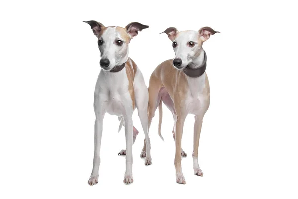 Twee whippet hounds — Stockfoto