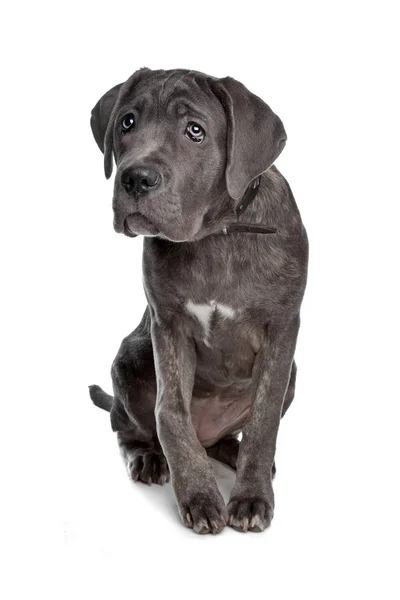 Cane Corso or Italian Mastiff — Stock Photo, Image