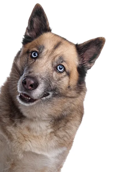 Perro de raza mixta de un husky y un pastor alemán —  Fotos de Stock