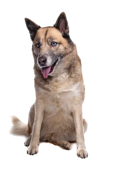 混合された品種ハスキーのジャーマン ・ シェパード犬 — ストック写真
