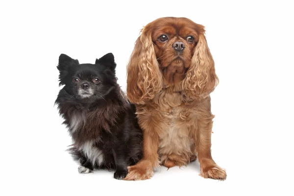 Kavalierkönig Karl Spaniel und ein schwarzer Chihuahua — Stockfoto