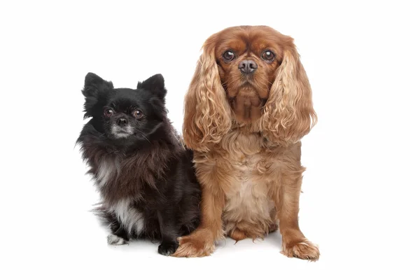 Kavalierkönig Karl Spaniel und ein schwarzer Chihuahua — Stockfoto