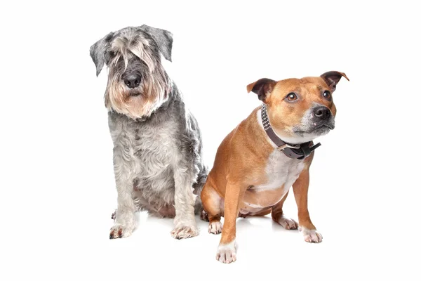 Stafford und Schnauzerhund — Stockfoto