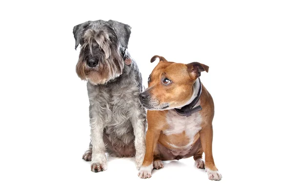 Stafford e un cane Schnauzer — Foto Stock