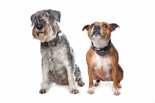 Стаффорд и шнауцеровская собака — стоковое фото