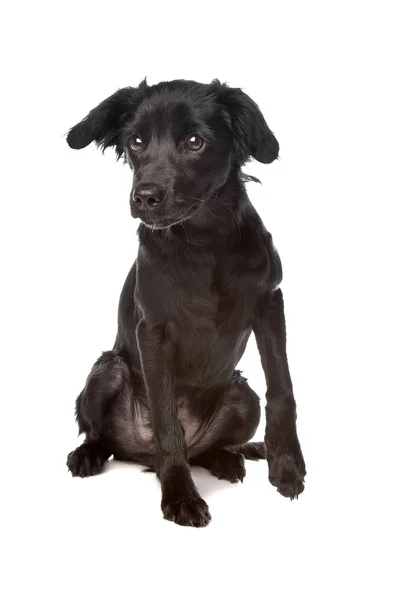 Markies kallas även holländska tulpan hound — Stockfoto