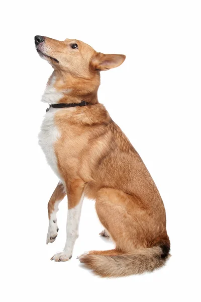 混合された品種犬 — ストック写真