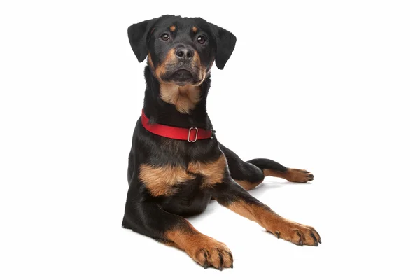Rottweiler szczenię — Zdjęcie stockowe