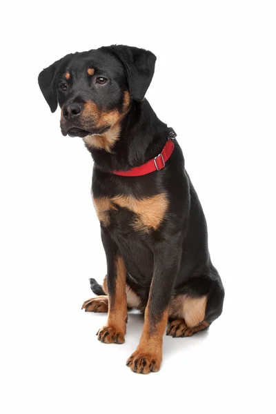 Rottweiler puppy — Stockfoto