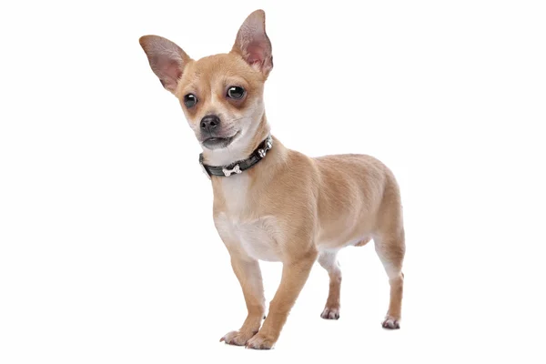 Chihuahua de pelo corto —  Fotos de Stock