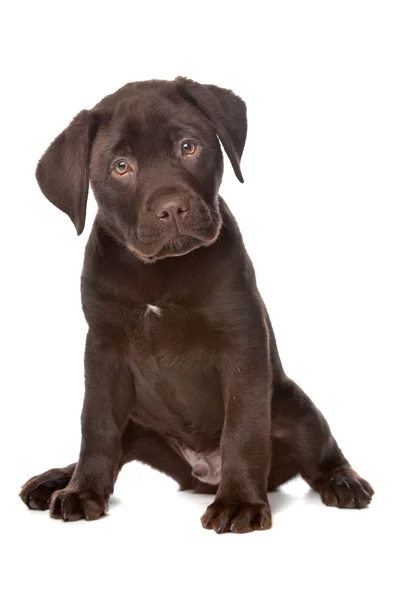 Labrador chocolate —  Fotos de Stock