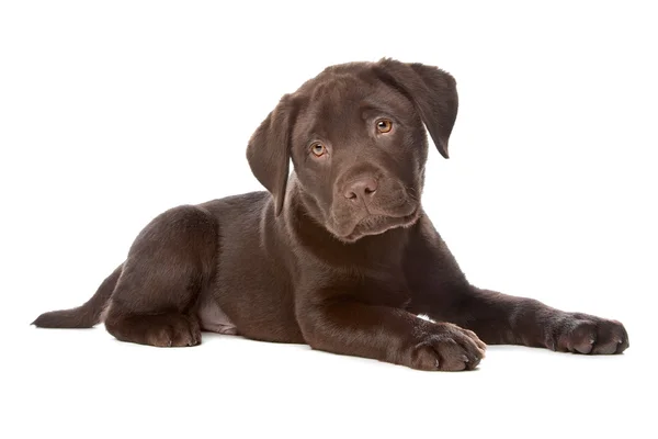 Labrador de chocolate — Fotografia de Stock