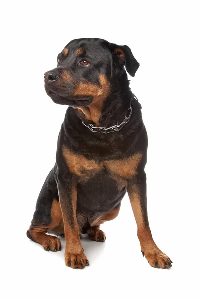 Rottweiler — Stock Photo, Image