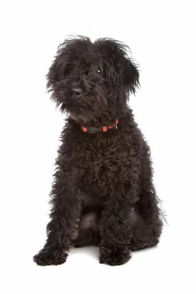 Labradoodle Royalty Free Stock Images