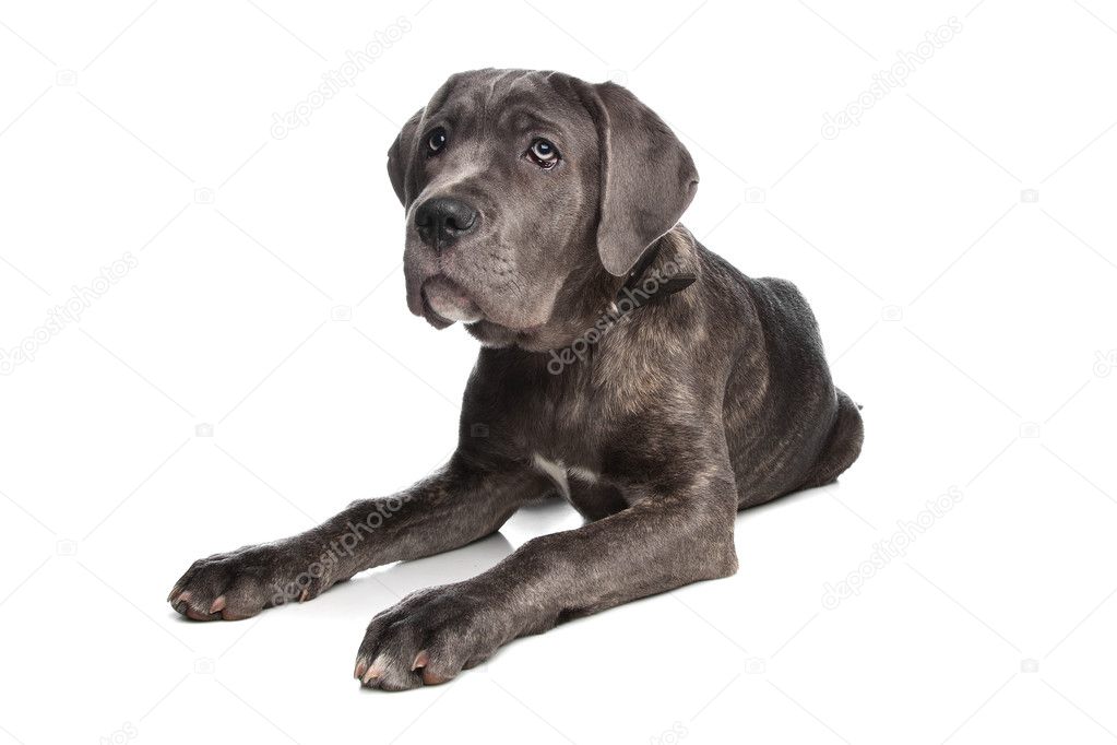 Cane Corso or Italian Mastiff — Stock Photo © eriklam #5195852