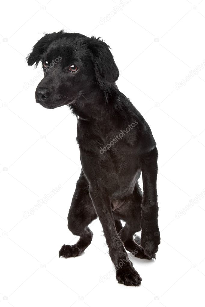 Markies also known as Dutch Tulip hound — Stock Photo © eriklam