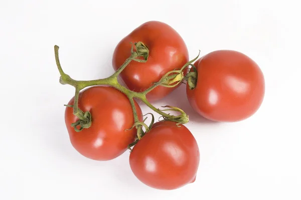 Fresh red tomatoes branch — Stock Photo, Image