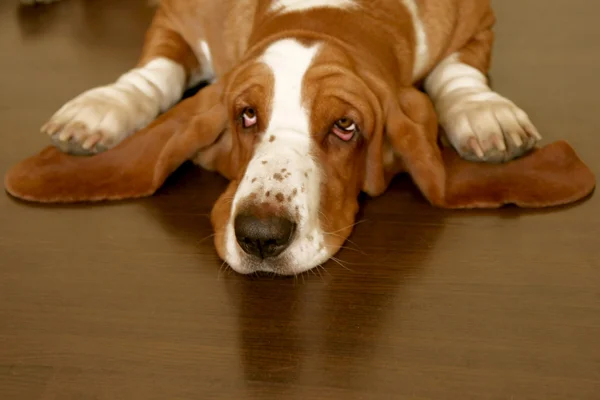 Basset hound — Stock fotografie