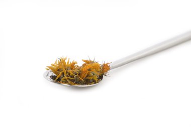 kadife çiçeği veya calendula officinalis