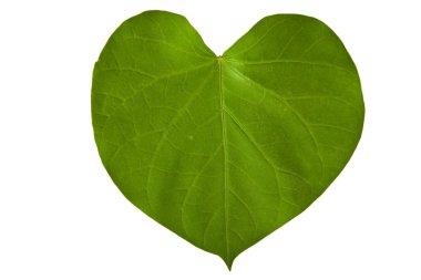 yeşil yaprak şeklinde bir kalp