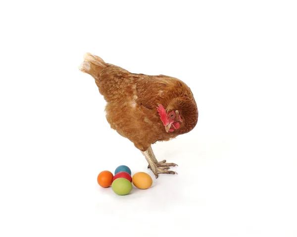 Kyckling med påskägg — Stockfoto